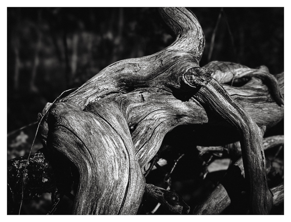 Winding wide branch in the forest. In black and white.