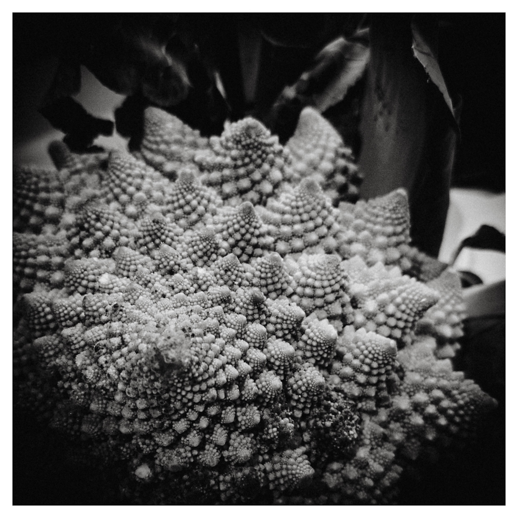 Fractals in the shapes of a Romenesco cauliflower, in black and white. 