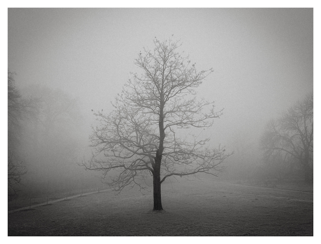 A dark tree centered in the photo, against a grey foggy background. Moody black and white image. 