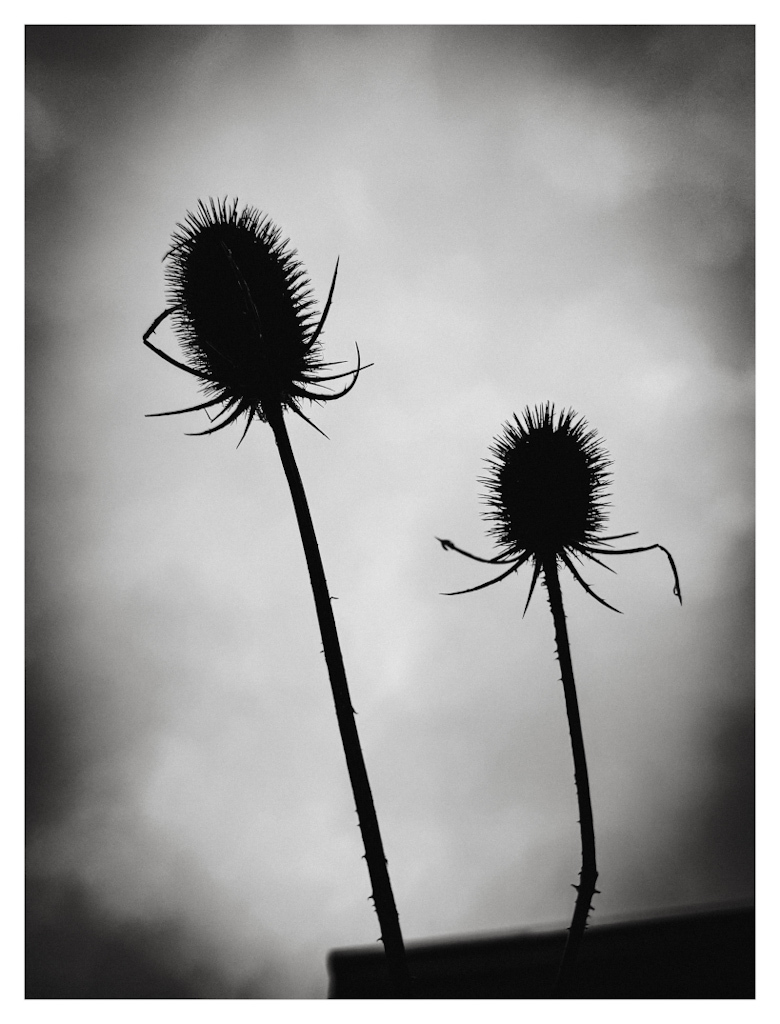 Two teasel cones on stalks outlined against a light sky, in black and white. 