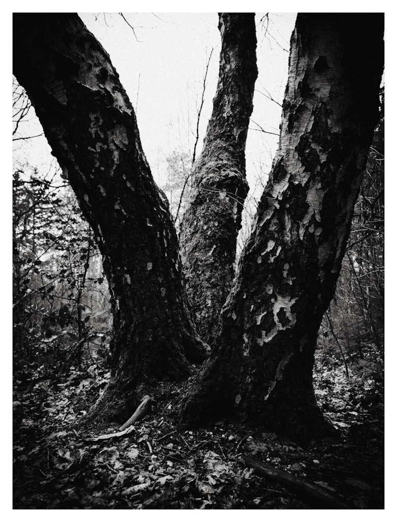 3 tree trunks growing in different directions, separating from a closely connected spot on the ground. 