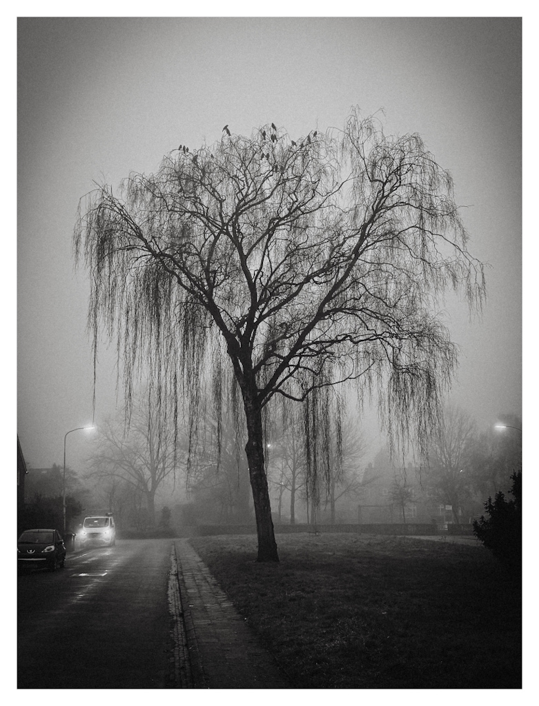 Dark tree against a foggy backdrop, with multiple birds sitting in the top of the tree. Moody atmosphere, image in black and white. 