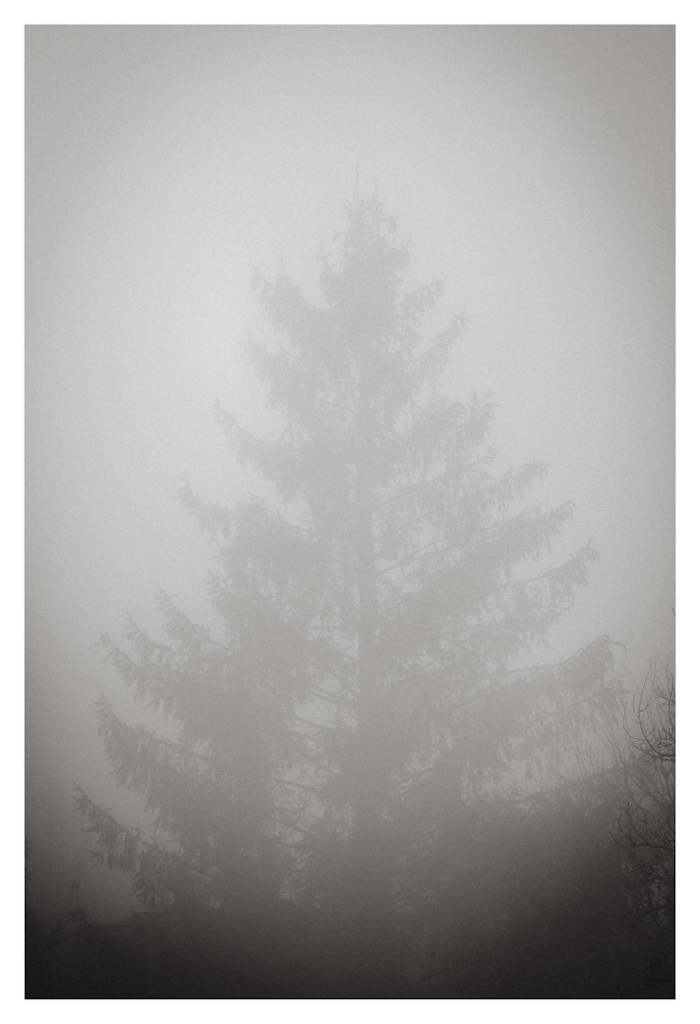 Tree silhouet subtly outlined in the mist, in black and white. 