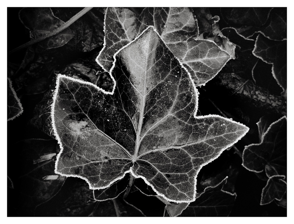 A frozen leaf , in black and white. 