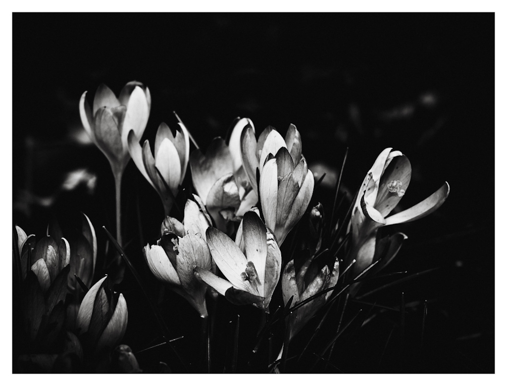 Crocuses blooming, photographed from a low angle, in black and white. 