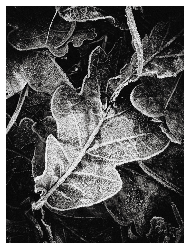 Frozen leaf on the ground, in black and white. 