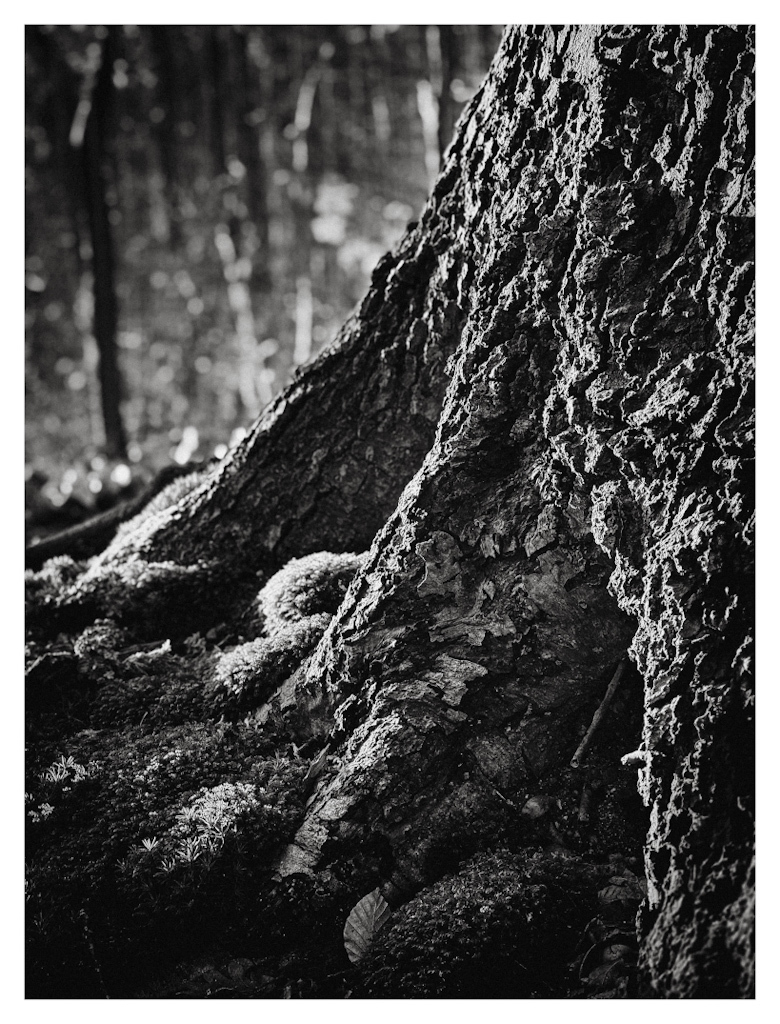 Detail of a tree trunk, with the roots visible just above the ground. In black and white. 