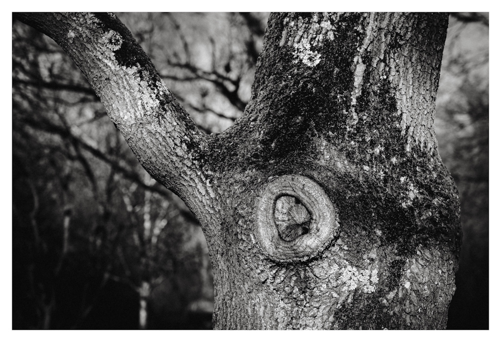 Knot on a tree trunk, in black and white. 