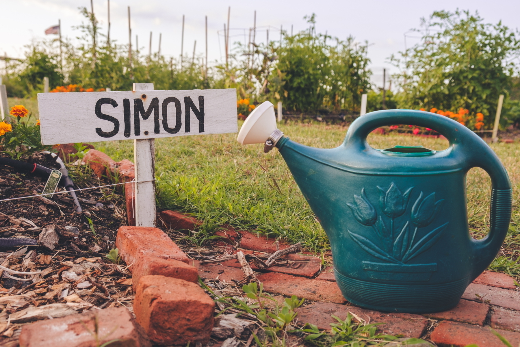 A garden scene with a white wooden sign labeled “SIMON,” surrounded by marigold flowers and soil edged with red bricks. A green plastic watering can featuring embossed tulip designs is nearby. In the background, there are rows of plants. 