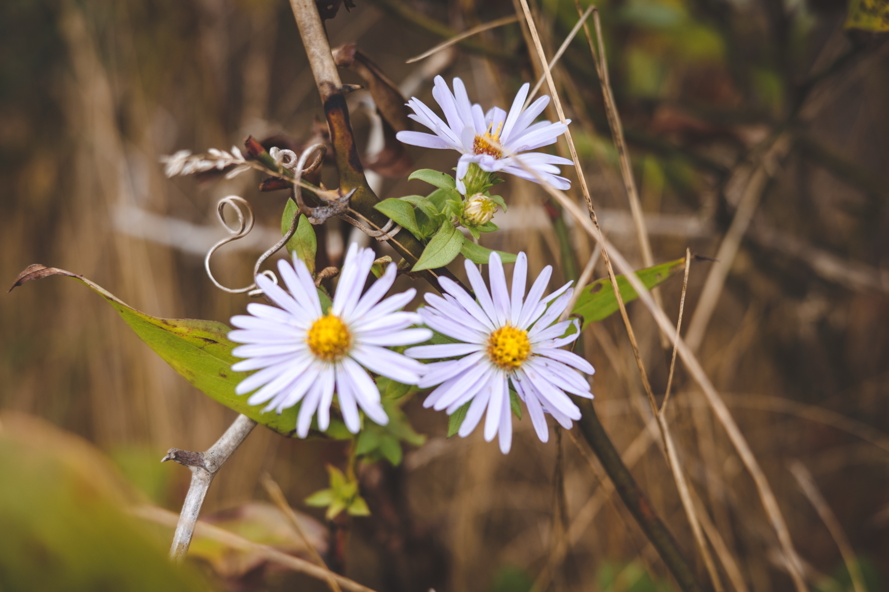 Three white wildflowers with yellow centers surrounded by green leaves and curly tendrils, set against a blurred natural background.