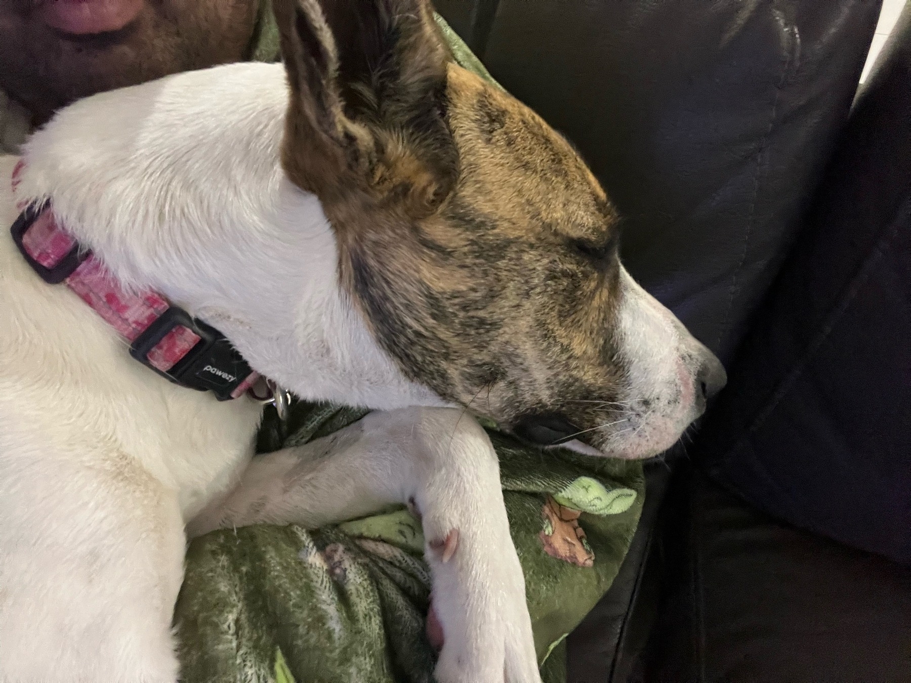 A white and brown dog wearing a pink collar is snuggled up on a person's lap. The dog appears to be resting or sleeping, with its head turned to the side. The person is partially visible, covered with a green blanket featuring cartoon graphics