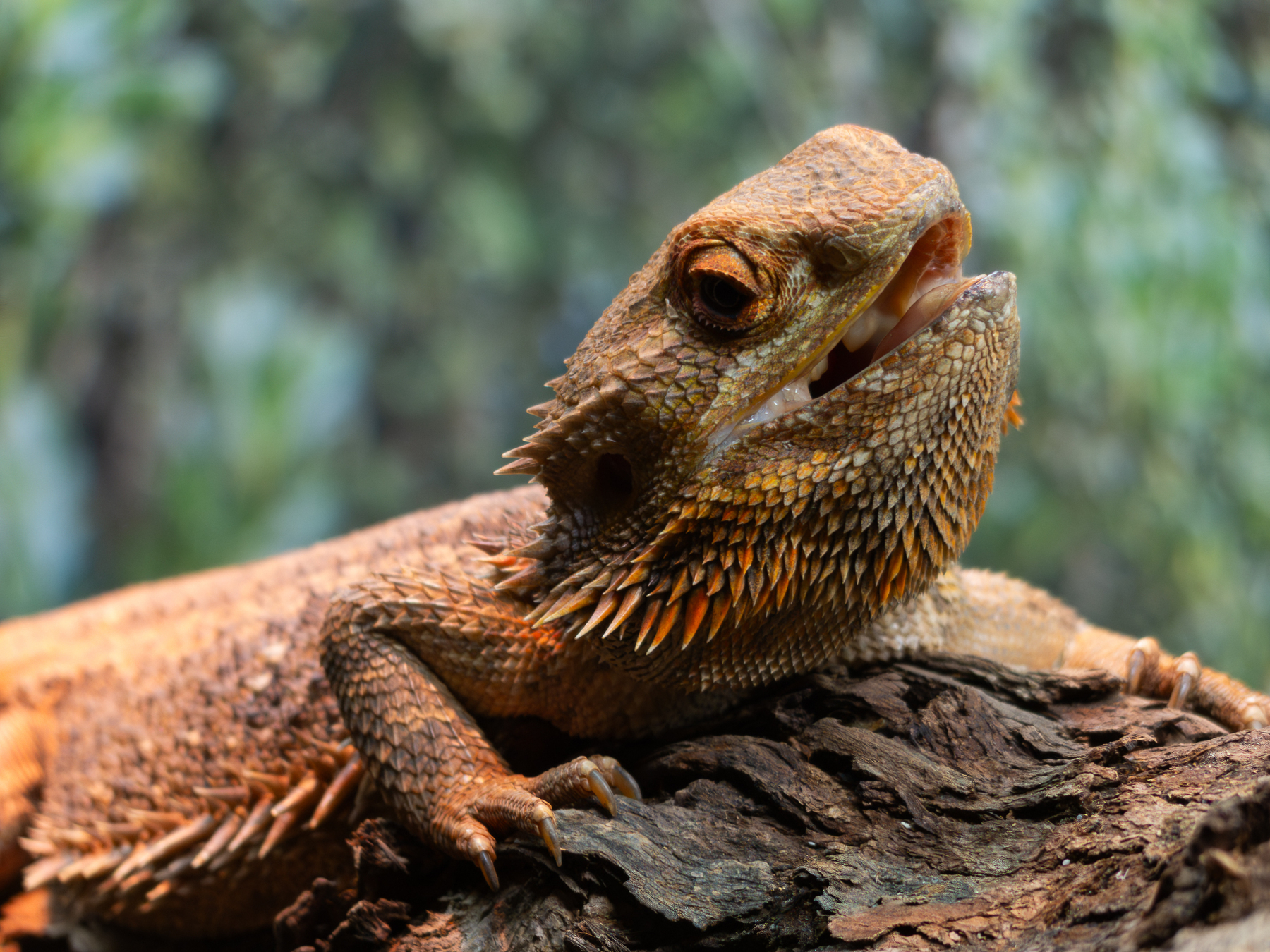 Auto-generated description: A bearded dragon is resting on a log with a slightly open mouth.