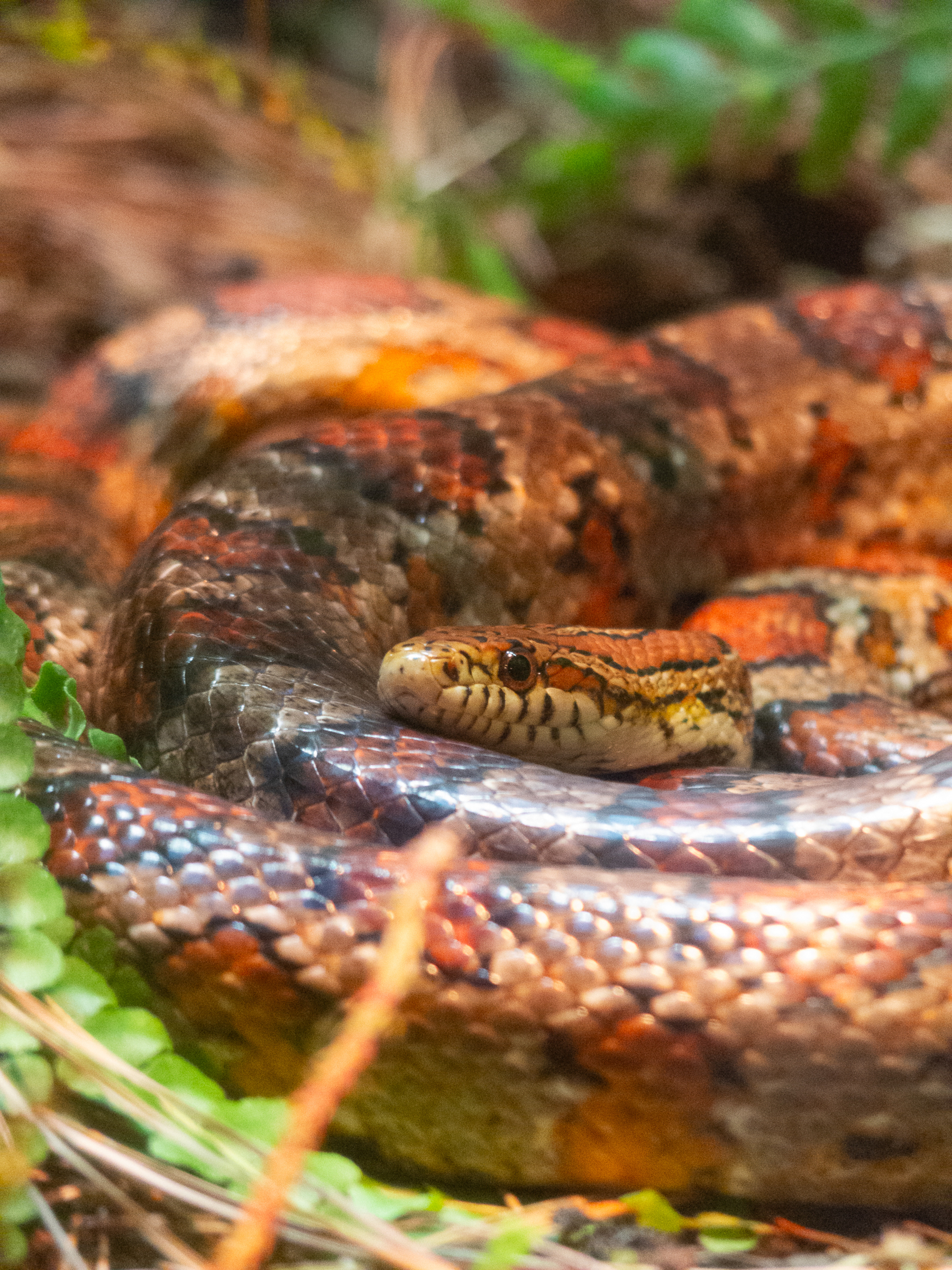 Auto-generated description: A coiled snake with a reddish-brown and black patterned body rests among greenery.