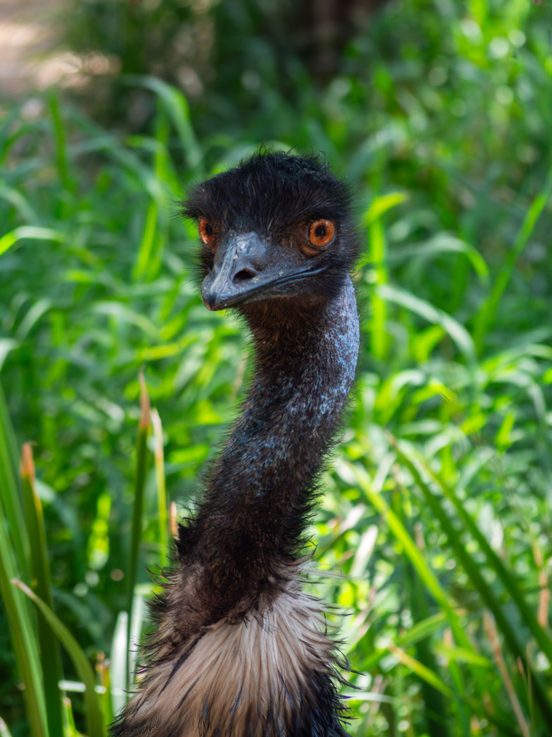 Auto-generated description: A close-up of an emu standing amidst green foliage.