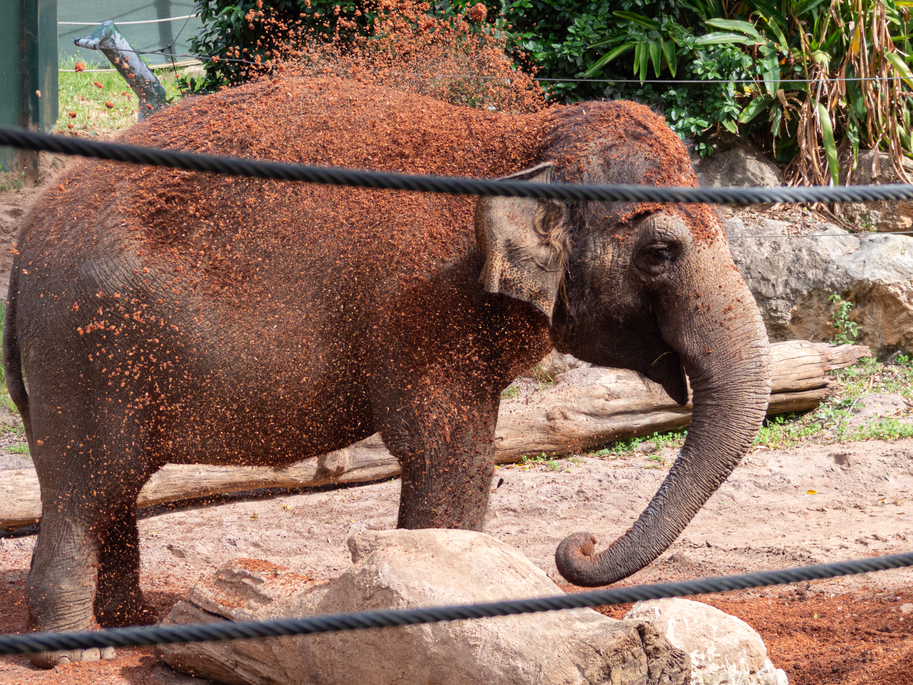 Auto-generated description: An elephant is playfully throwing dirt onto its back in an outdoor setting.