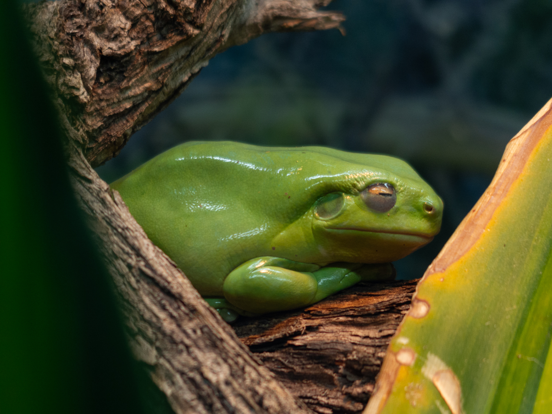 Auto-generated description: A green tree frog is resting on a branch surrounded by leaves.