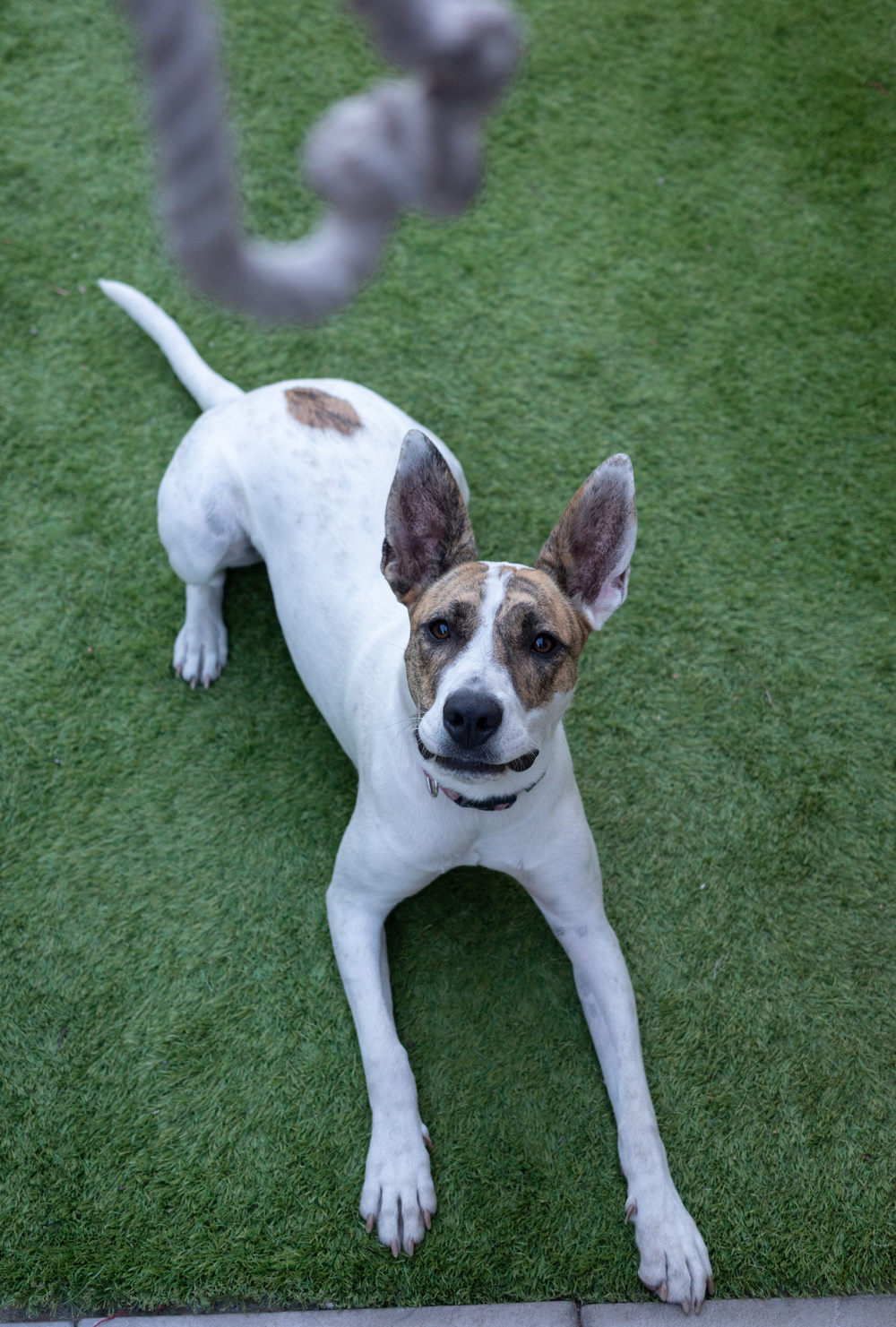 A dog is lying on a patch of green grass, looking up at a hanging rope toy.