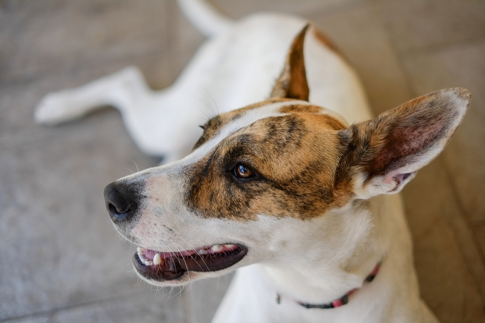 A dog with a white and brindle coat is lying on a tiled floor, looking into the distance with its mouth slightly open.