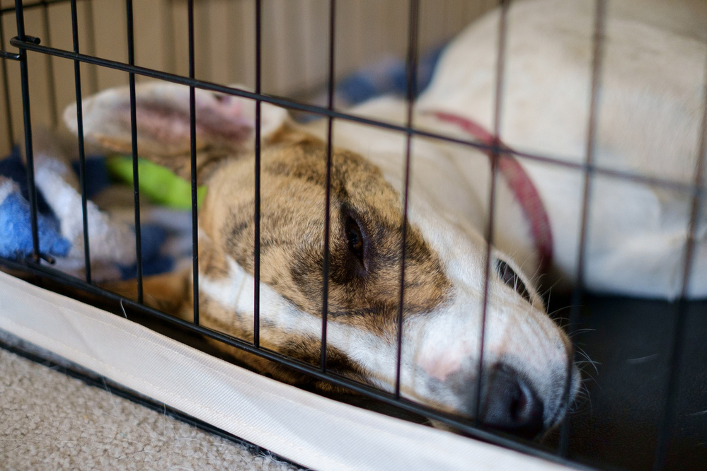 A dog is peacefully sleeping inside a crate, resting its head against the bars.