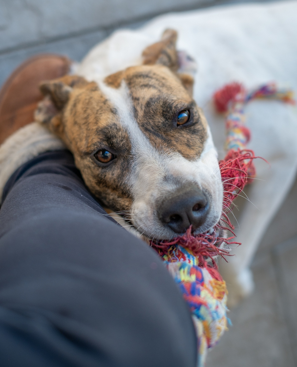 A dog is playfully tugging on a colorful rope toy while leaning against a person wearing dark pants and a brown shoe.