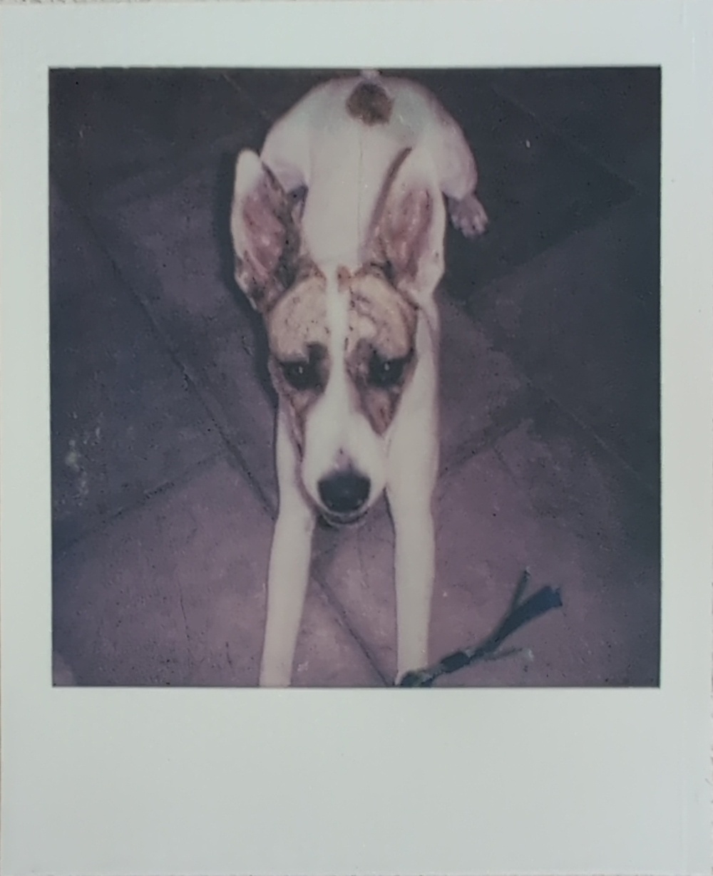 A dog with large ears and distinctive facial markings is lying on a tiled floor.