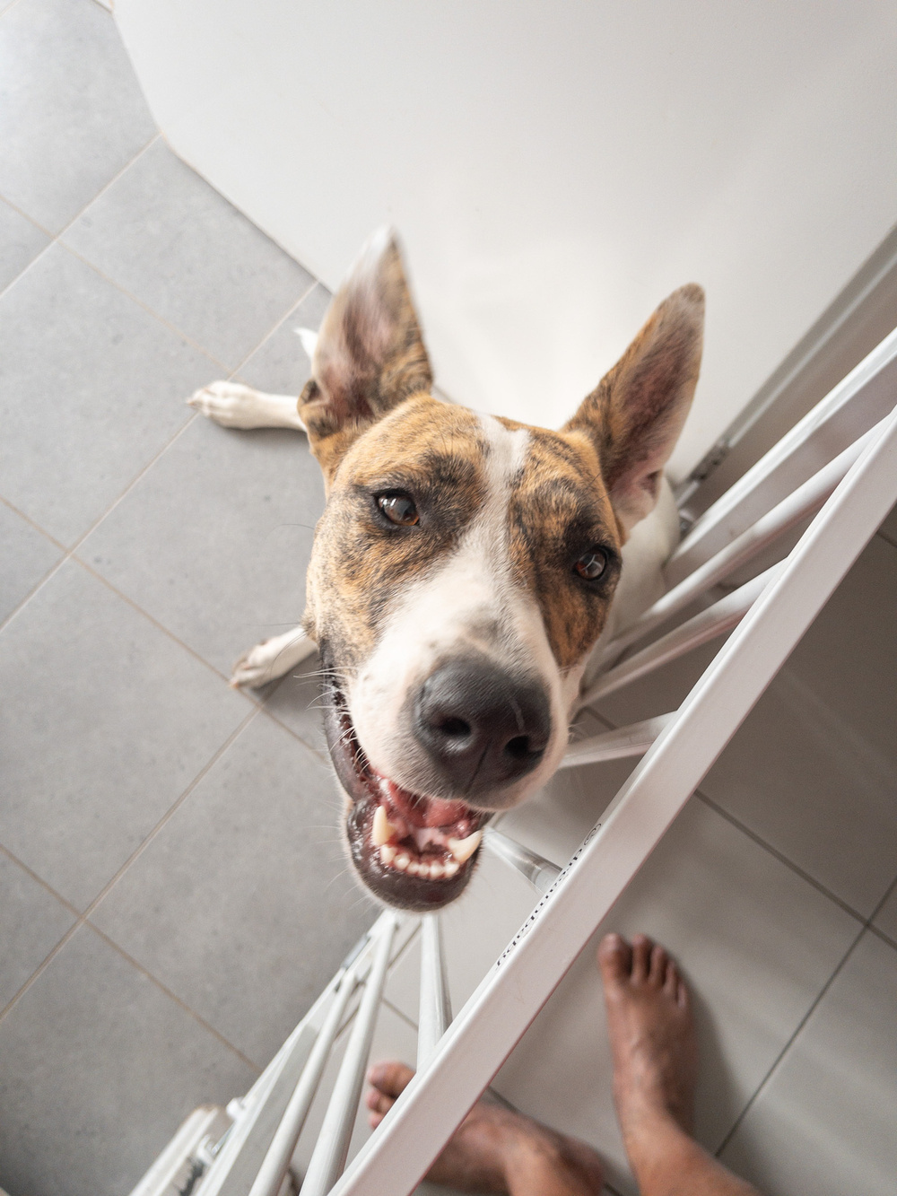 A happy dog with upright ears is playfully looking up from behind a white gate, near a person's feet.