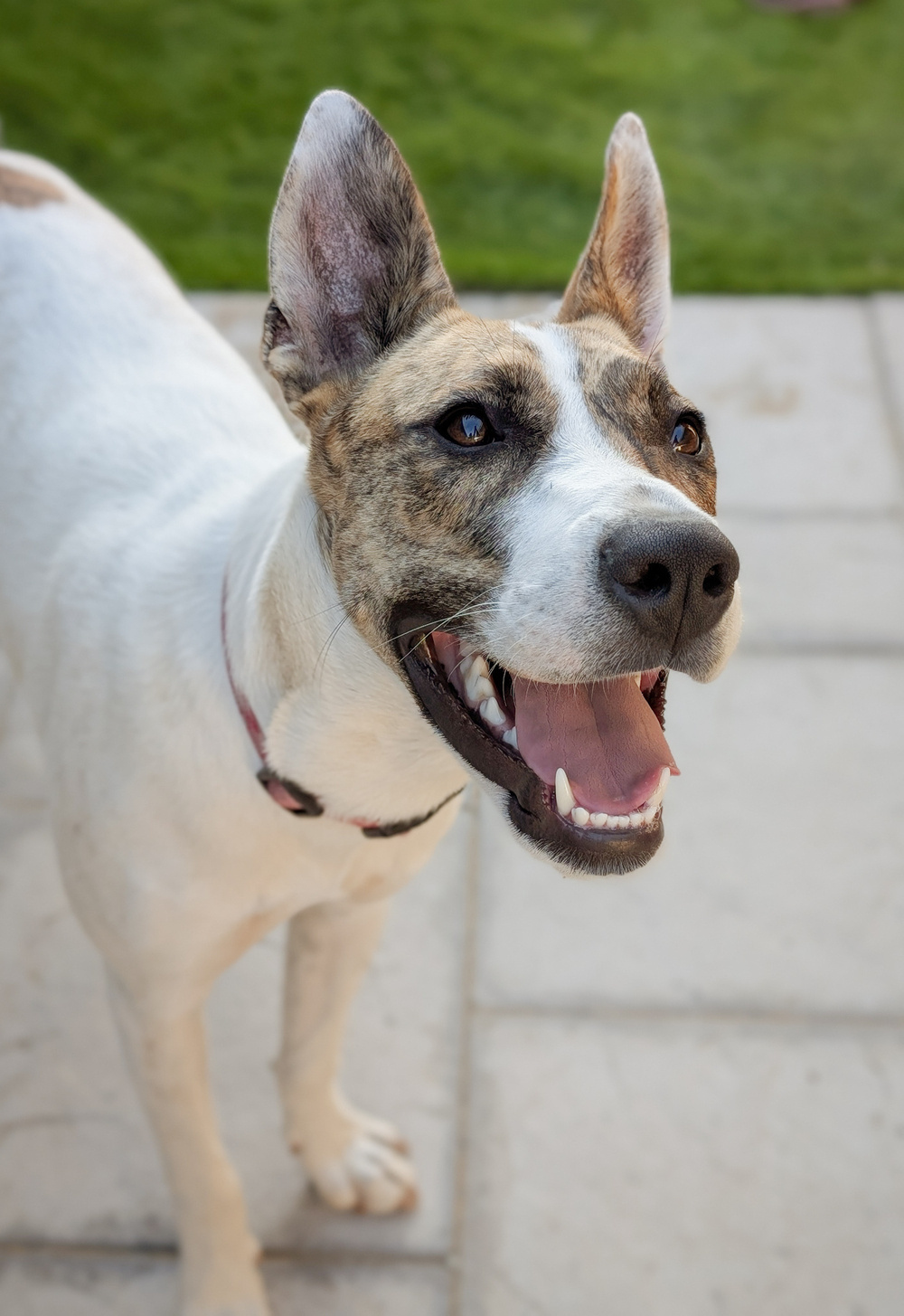 A happy dog with a brindle and white coat is looking up, standing on a stone path with grass in the background.