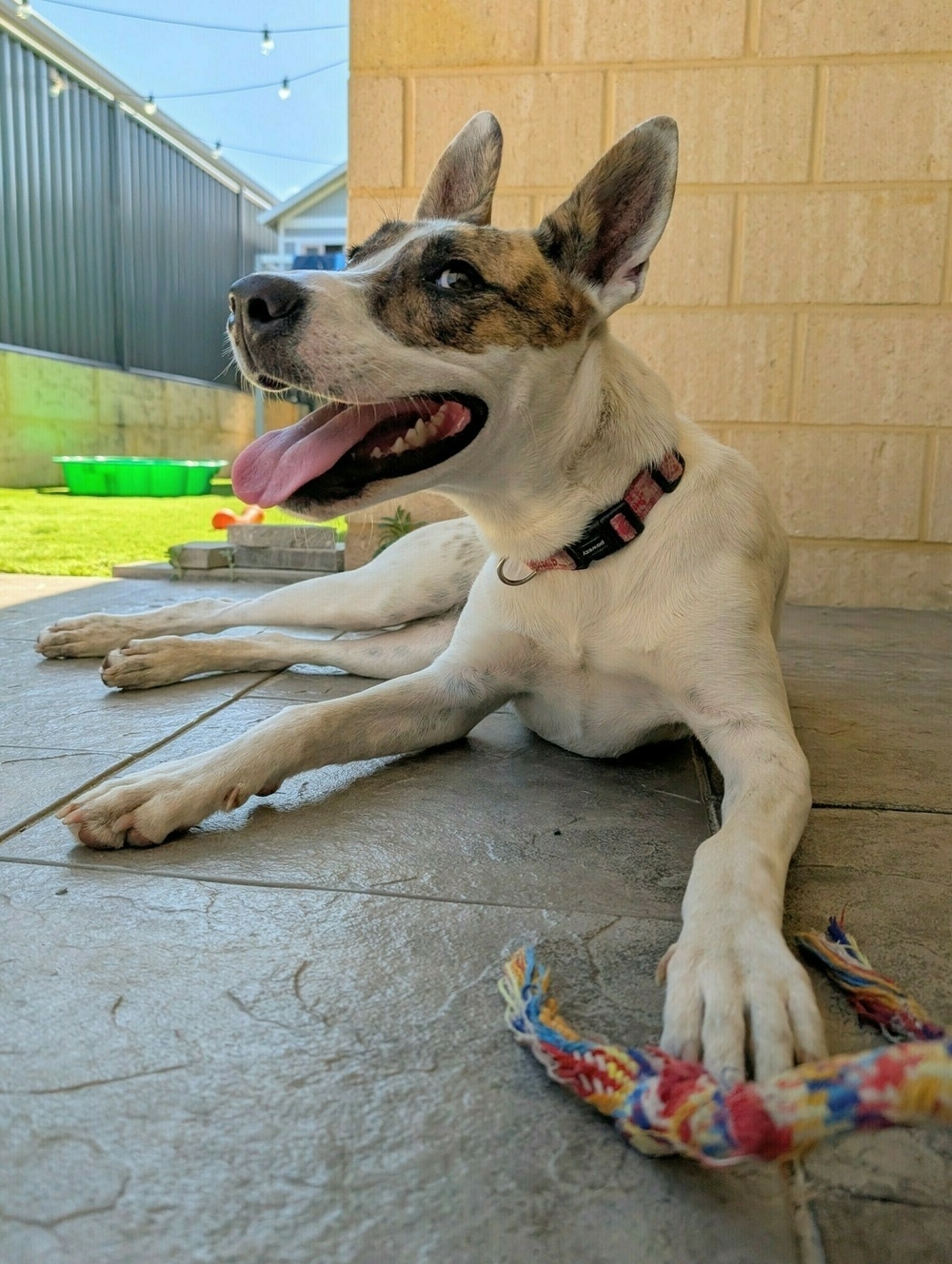 A dog with a brindle patch on its face is lying on a tiled floor, panting with its tongue out, next to a colorful rope toy.