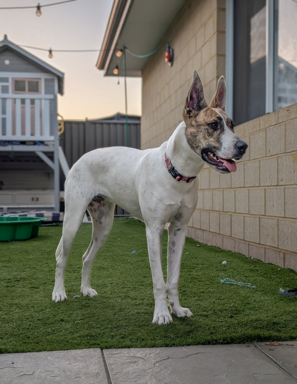 A dog with a white and brown coat is standing on a green artificial turf beside a brick wall, with a playhouse and some outdoor decor in the background.