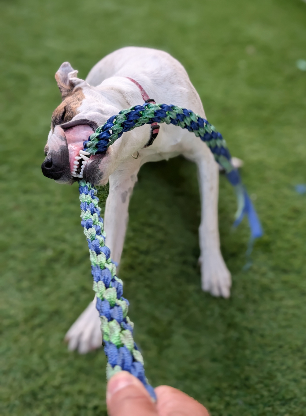 A dog is energetically playing tug-of-war with a person using a braided rope toy on the grass.