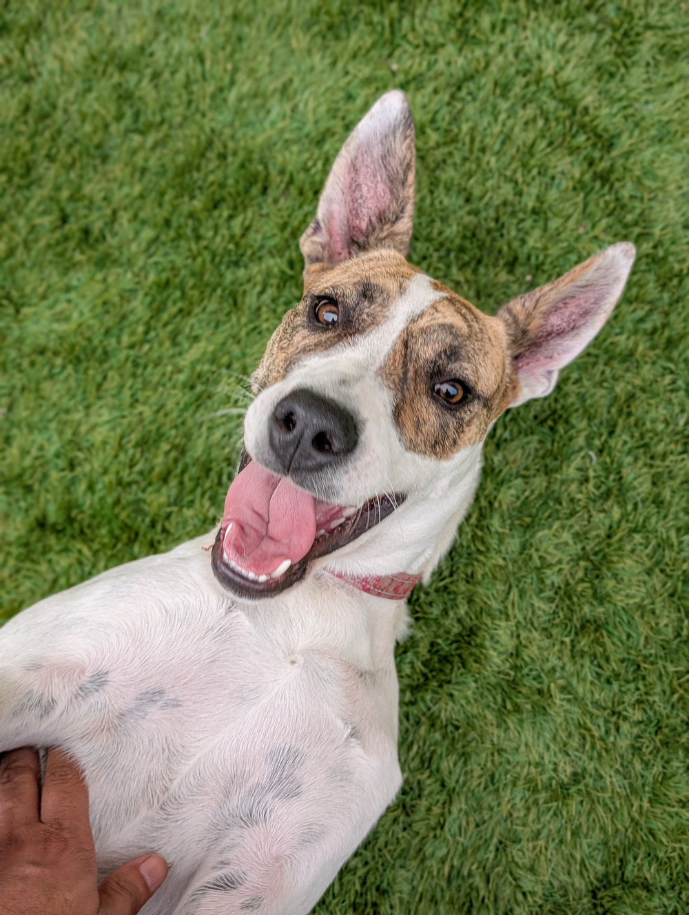 A happy dog with a spotted face and large ears is lying on its back on grass, enjoying a belly rub.