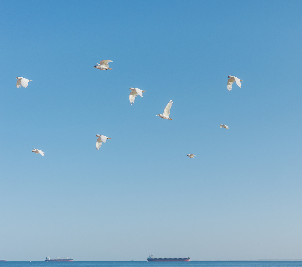 A flock of birds is flying in a clear blue sky above distant ships on the horizon.