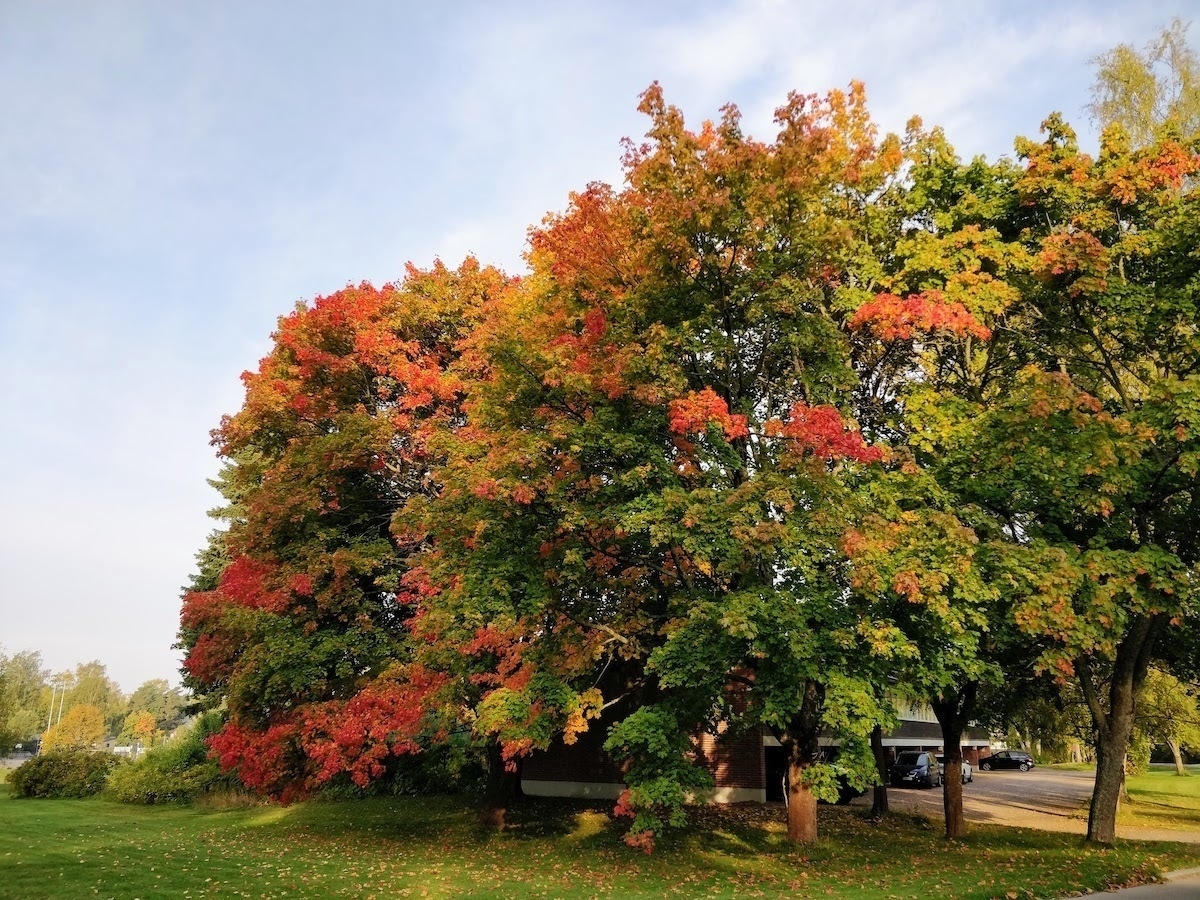 trees on the edge of a park with leaves tuning red