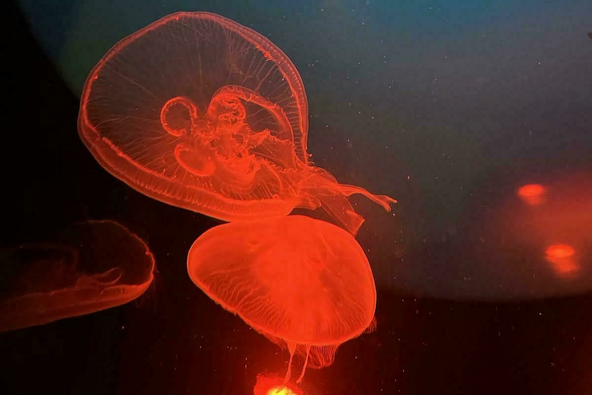 jellyfish in a tank under red light