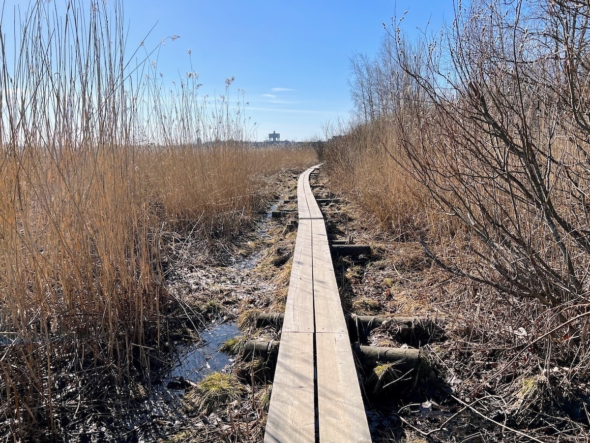 wooden boardwalk path in the rushes beside the water