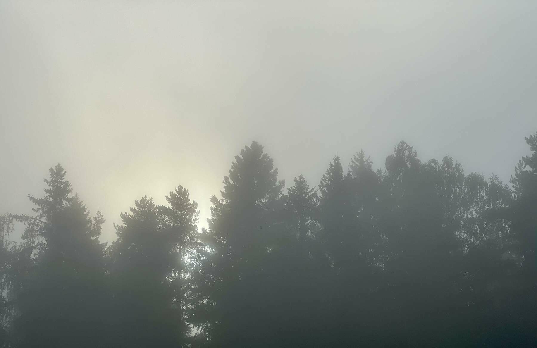 A misty forest scene with silhouettes of tall trees against a hazy sky.