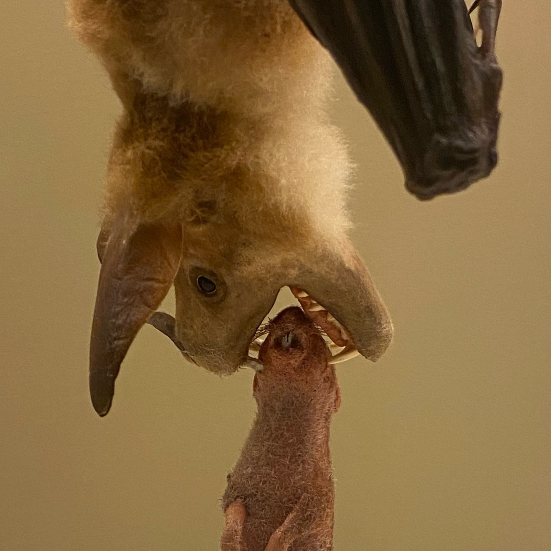 Natural History Museum bat display, with bat biting food. 