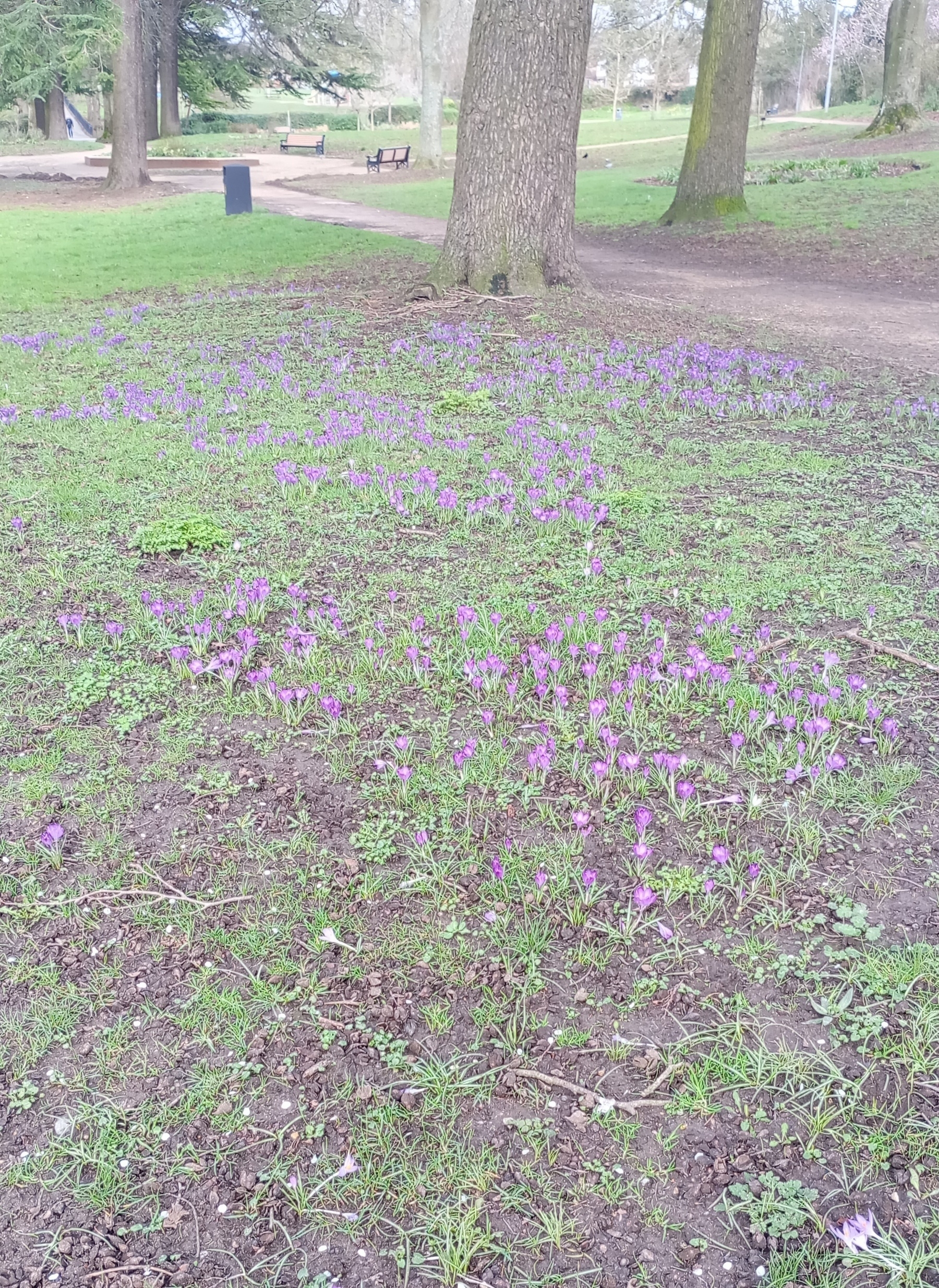 crocuses, grass and mud