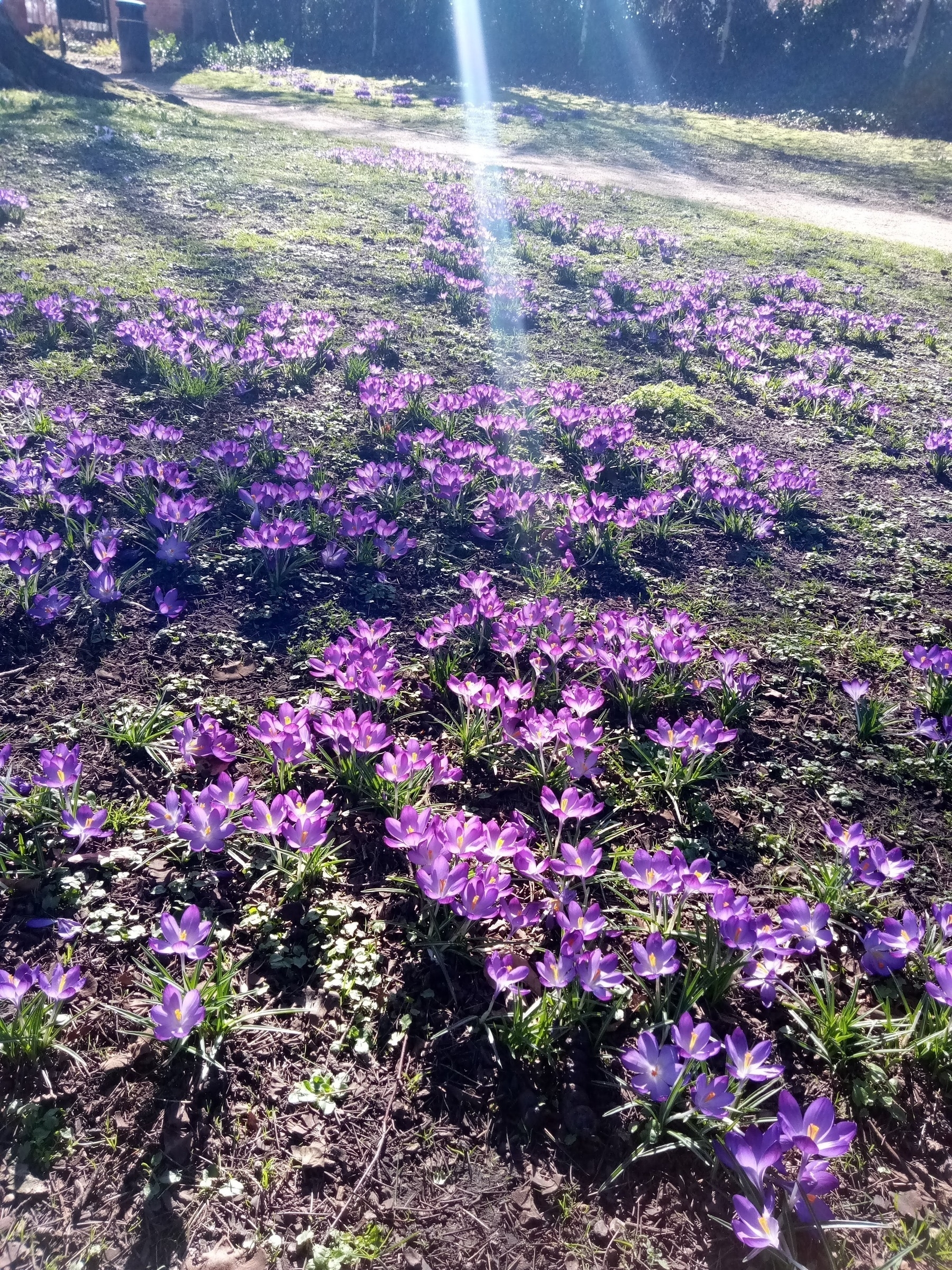 a drift of crocuses...possibly