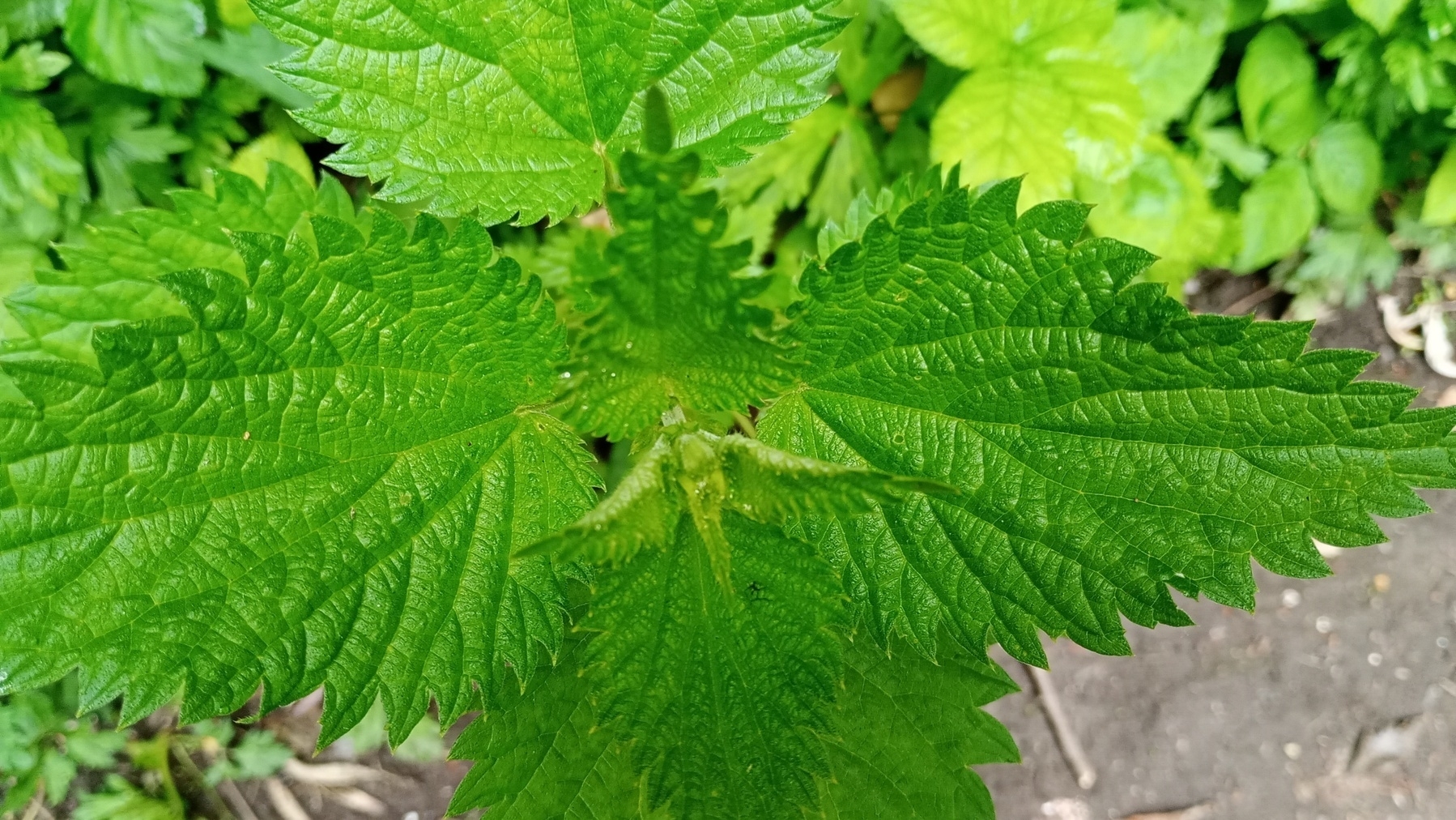 a stinging nettle