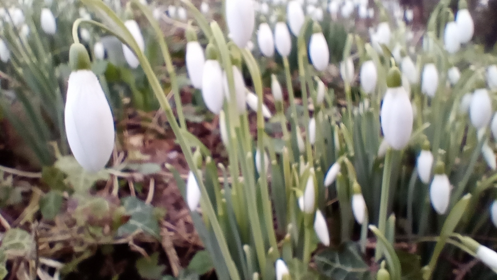 snowdrops closer up