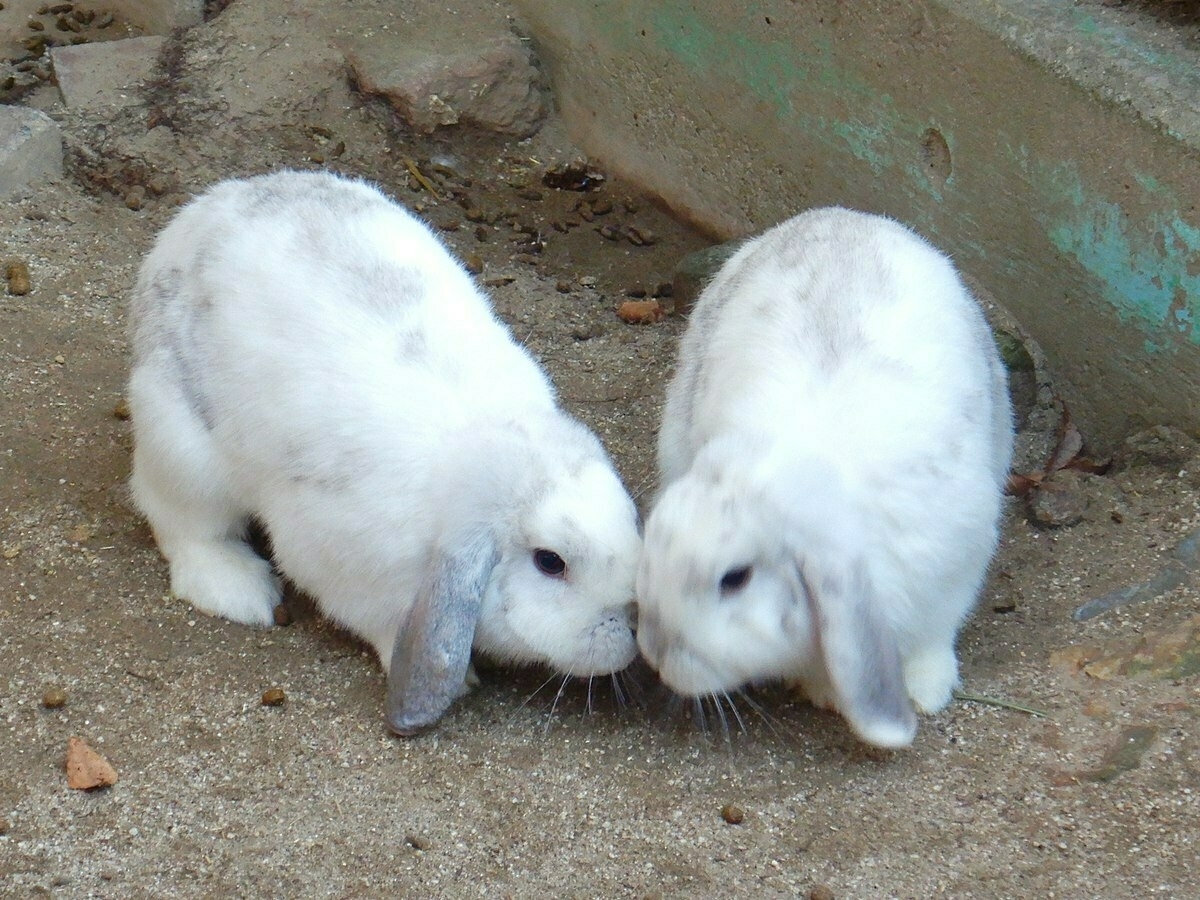 Two fluffy white rabbits with gray spots are touching noses on a sandy ground.