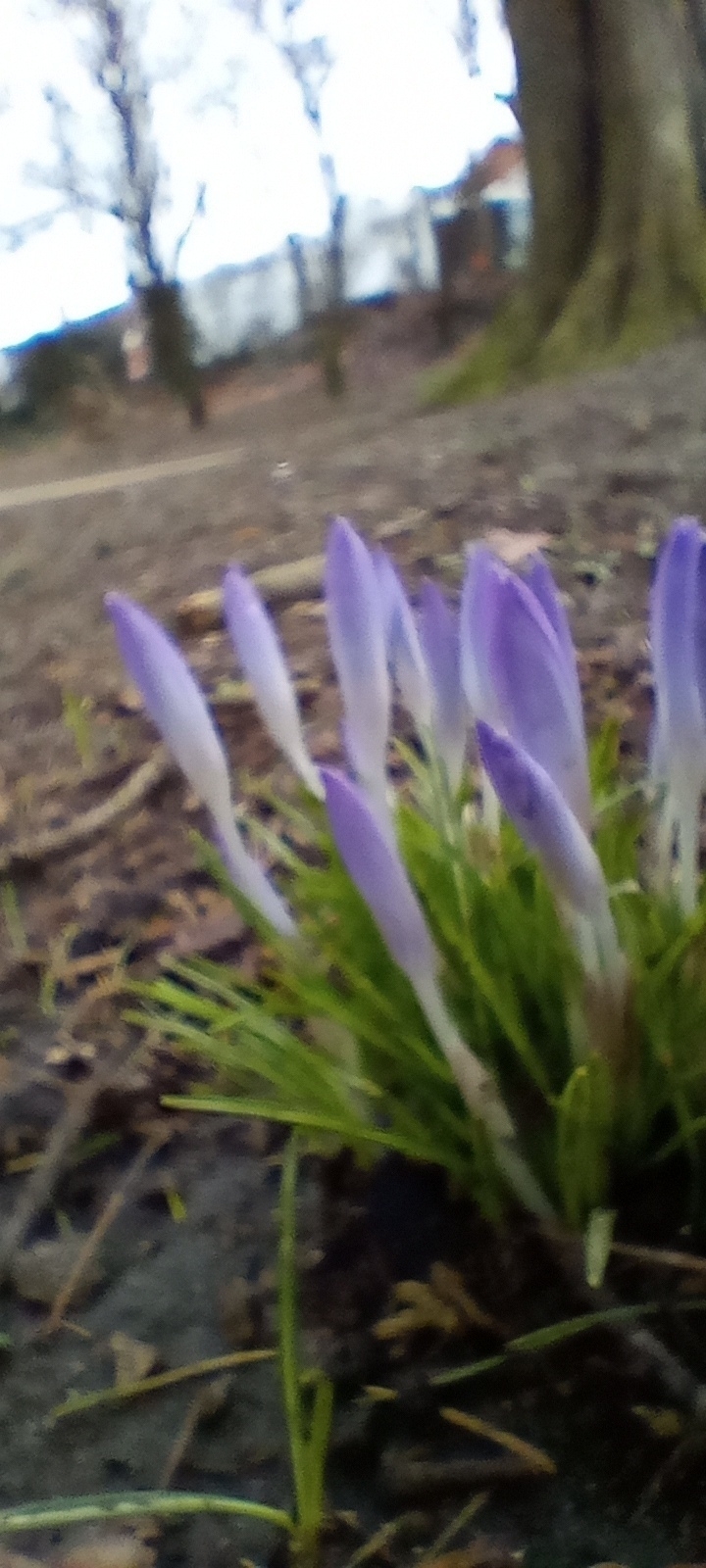 Crocuses in the park