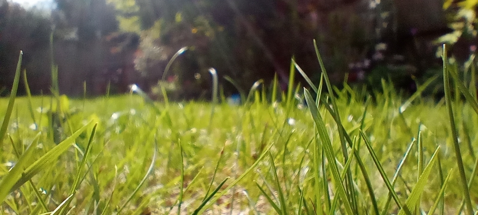 Sunlight shines on green grass, creating a bright and peaceful garden scene.