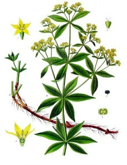 Picture from Wikipedia - A botanical illustration of a plant with green leaves, yellow flowers, and a red root system, accompanied by detailed sections and diagrams.