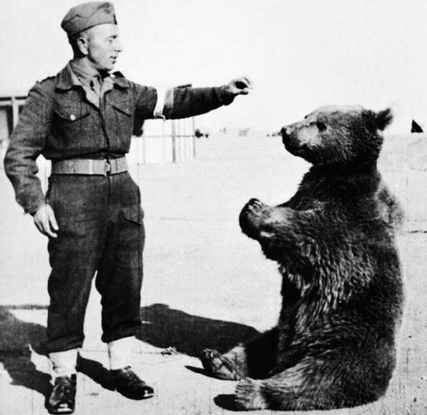 A soldier is playfully interacting with a bear that is sitting on its hind legs.