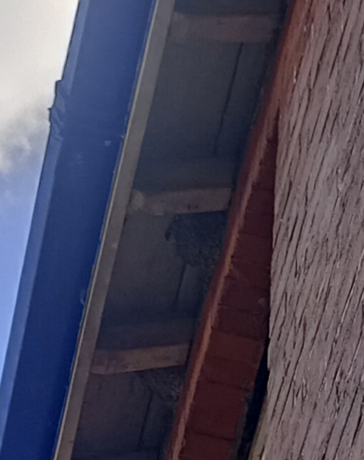 Two things that looks like wasp nests but are actually swift nests are attached to the underside of a roof structure near the corner of a brick building.