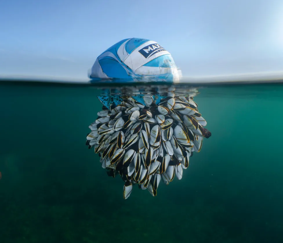 A half-submerged football with a cluster of mussels attached below the waterline, floating in clear greenish waters.