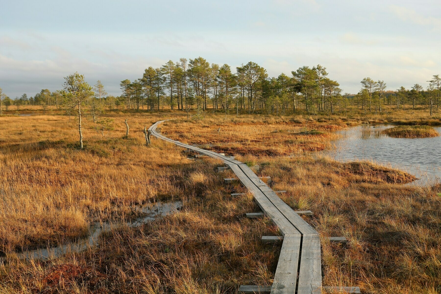 A wooden boardwalk meanders through a wetland with tall grasses, sporadic small trees, and patches of open water. The landscape is bathed in warm sunlight, suggesting early morning or late afternoon. In the background, a denser group of trees is visible against a partly cloudy sky.