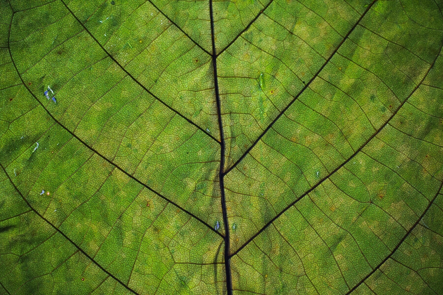 Close up of green leaf